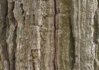 The bark of pine tree, background.