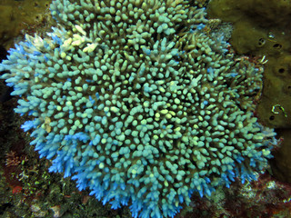 Naklejka na ściany i meble Thriving coral reef alive with marine life and shoals of fish,