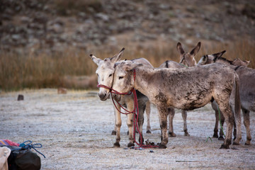 Cordillera Huayhuash Circuit