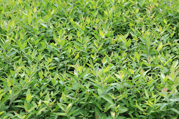 Green tea bud and fresh leaves, background
