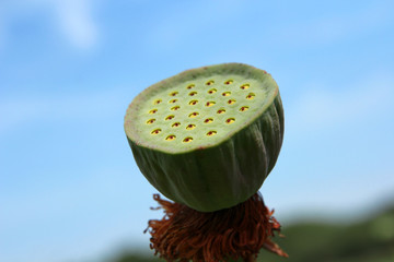 Lotus flower plants