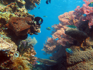 Naklejka na ściany i meble Thriving coral reef alive with marine life and shoals of fish,