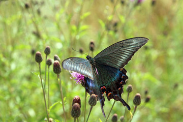 Fototapeta premium Butterfly, black swallowtail on a red flower.