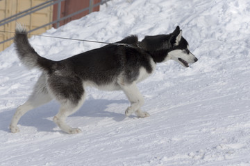 Huge fluffy husky walk in nature