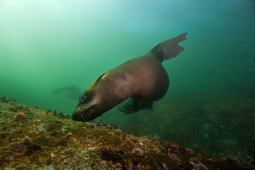 brown fur seal, arctocephalus pusillus, South Africa