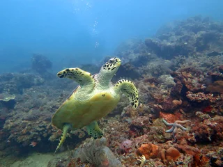 Zelfklevend Fotobehang Schildpad Hawksbill zeeschildpad stroom op koraalrif eiland, Bali.
