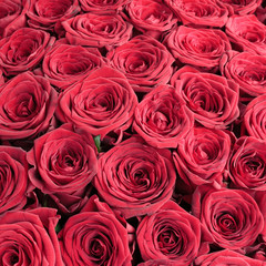 Red roses background