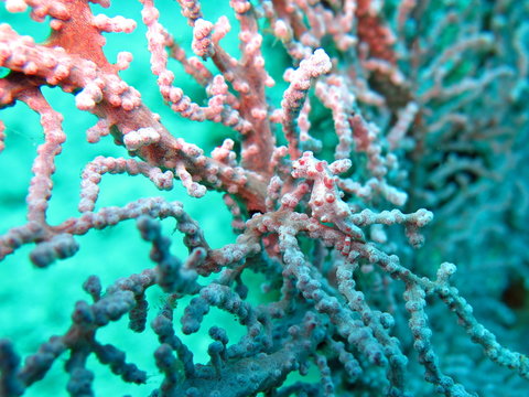 Bargibanti Pygmy Seahorse the smallest in the world in Bali