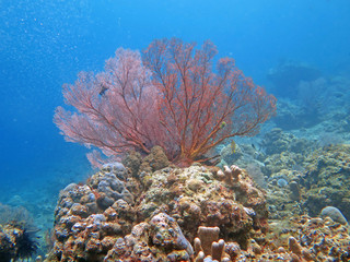 Fototapeta na wymiar Thriving coral reef alive with marine life and shoals of fish, Bali