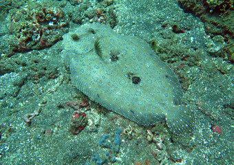 Flowery flounder Bothus mancus it is lying on the seabed