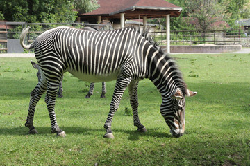Fototapeta na wymiar Beautiful zebra grazing