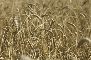Yellow grain ready for harvest growing in a farm field