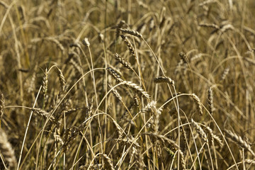 Yellow grain ready for harvest growing in a farm field