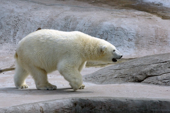 Adult polar bear in the water