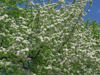 Apple blossoms in spring on white background