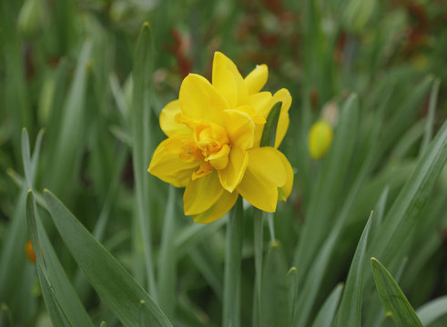 Yellow daffodil with green leaves on the flowerbed