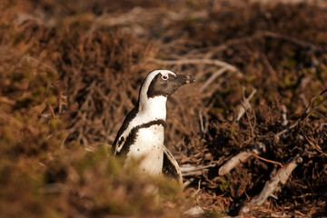African penguin, spheniscus demersus, South Africa