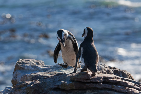 African penguin, spheniscus demersus, South Africa