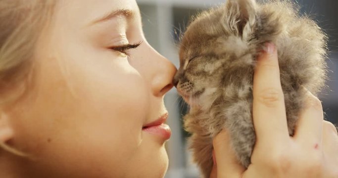 Close up of cute little girl holding a small cute kitty near her face and touching nose to nose on the blurred background. Indoor. Portrait shot