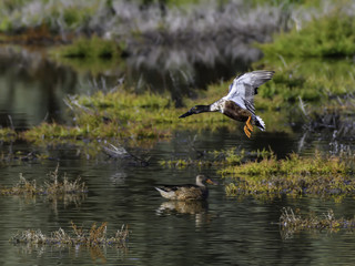 Male Northern Shoveler Landing on the Pond