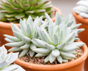 various types of succulent in flower pots in the greenhouse