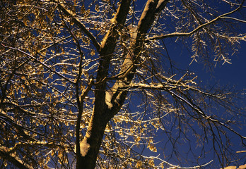 Tverskoy Boulevard in Moscow. Russia