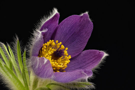 Lila Kuhschelle, K&uuml;chenschelle ( Anemone Pulsatillar ) auf schwarzem Hintergrund freigestellt