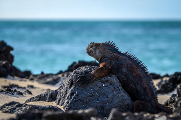 Obraz premium Marine Iguana in profile