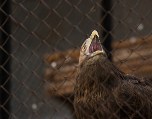 gray eagle at the zoo