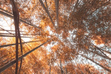 Orange bamboo trees looking up