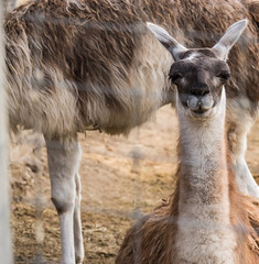 lama in the zoo