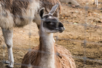 lama in the zoo