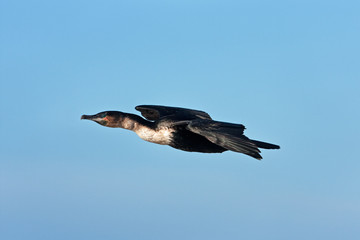  white-breasted cormorant , phalacrocorax lucidus, South Africa