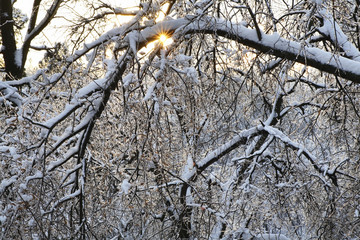 Obraz premium Tsaritsyno park in Moscow after icy rain. Russia
