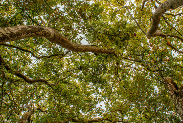 Caldas Da Rainha, Portugal