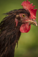 hen
