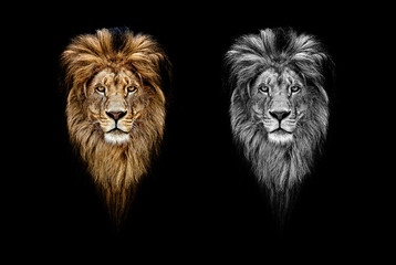 Portrait of a Beautiful lion, lion in dark. Portrait of a leader. king