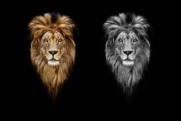 Poster Portrait of a Beautiful lion, lion in dark. Portrait of a leader. king © Baranov