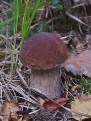 Young penny bun (Boletus edulis)