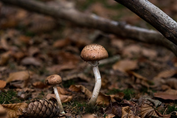 brown mushroom in forest