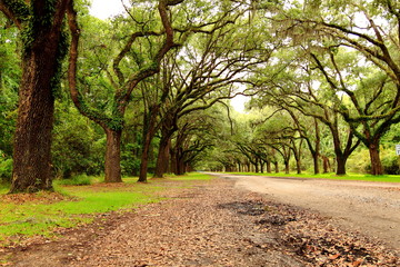 Wormsloe Historic Site