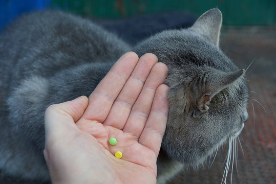 рука с двумя таблетками у серого больного кота