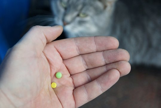 две цветные таблетки на ладони и серый кот