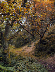 autumn dark woodland path with fall colours and twisted trees