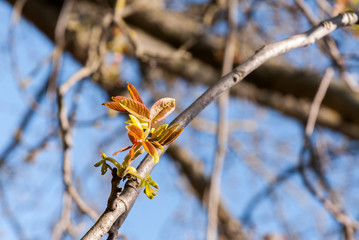 Gałęzie drzew - Wiosna © jerzy.ruc