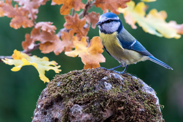 Blue tit bird in nature