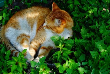 Naklejka na ściany i meble большой рыжий кот спит в зелёной траве и листьях