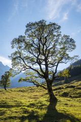 Ahorn in den Alpen karwendel
