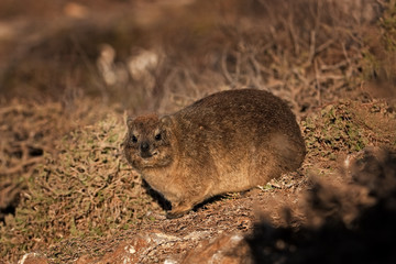 rock hyrax, procavia capensis, Batty's Bay, South Africa