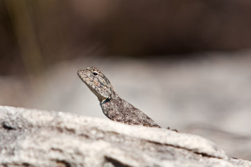 Agama, South Africa